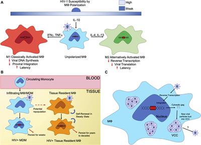 The Interplay of HIV-1 and Macrophages in Viral Persistence